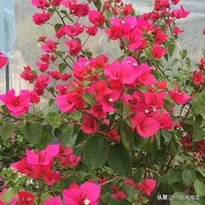 十个三角梅品种,小白随便养,一年都能开花200天! 十个三角梅品种,小白随便养,一年都能开花200天!