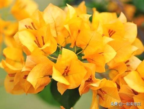 十个三角梅品种,小白随便养,一年都能开花200天! 十个三角梅品种,小白随便养,一年都能开花200天!