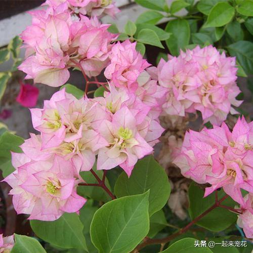 十个三角梅品种,小白随便养,一年都能开花200天! 十个三角梅品种,小白随便养,一年都能开花200天!