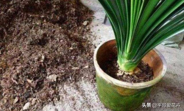 叶子萎蔫就浇水？别傻了，这“5种情况”要知道，不然浇1盆死1盆