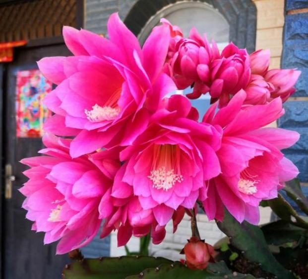 令箭荷花这么养，一次能冒上百个花苞，花大色艳，太壮观了