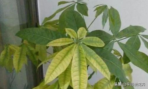 叶子萎蔫就浇水？别傻了，这“5种情况”要知道，不然浇1盆死1盆