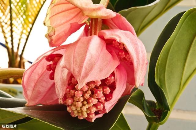 宝莲花经常会落蕾落花，3个养护措施，2个预防点，延长花期