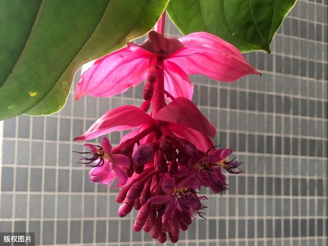 宝莲花经常会落蕾落花，3个养护措施，2个预防点，延长花期