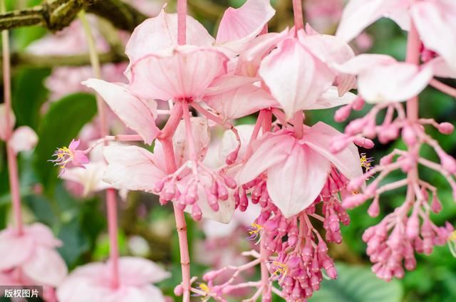 宝莲花经常会落蕾落花，3个养护措施，2个预防点，延长花期