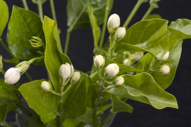 茉莉花叶片出现病害，从生长期早防，两步根除病虫危害，花香叶肥