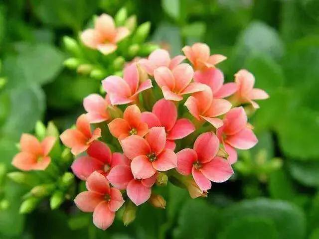 长寿花总是烂根怎么办？不仅要“对症治疗”，还要掌握预防技巧