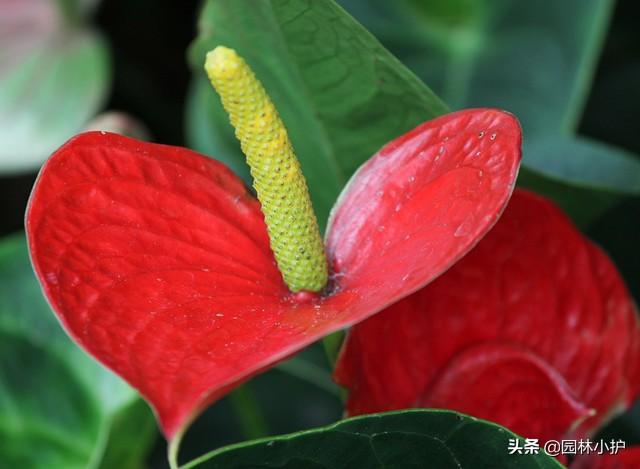 养了一年多的红掌，为什么只长叶子不开花？原因在这