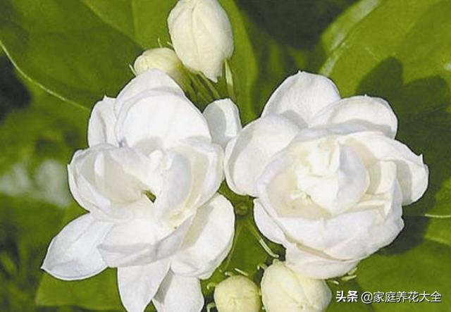 茉莉总掉叶，要么就干枯，这是怎么了？