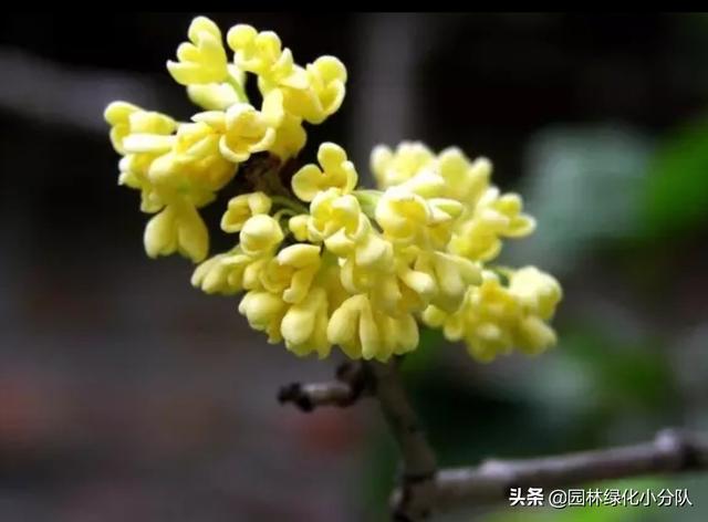 寻找最美的绿植——桂花应该怎么种才能长得好?