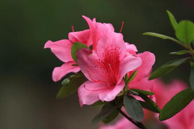 夏季杜鹃花总是落叶怎么办？了解三大原因，合理防治是关键