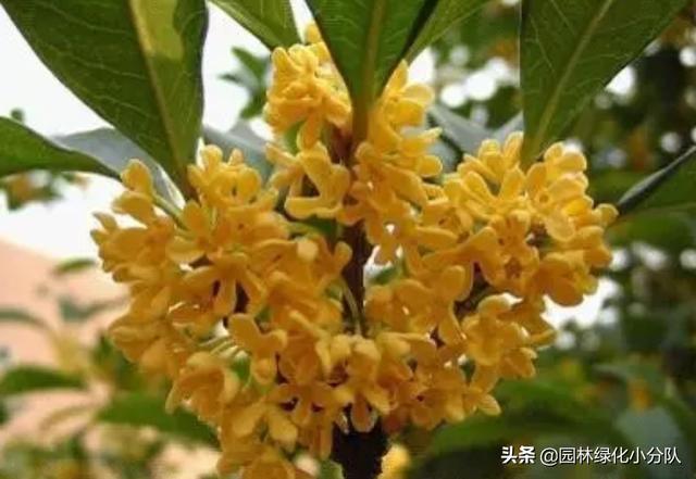寻找最美的绿植——桂花应该怎么种才能长得好?