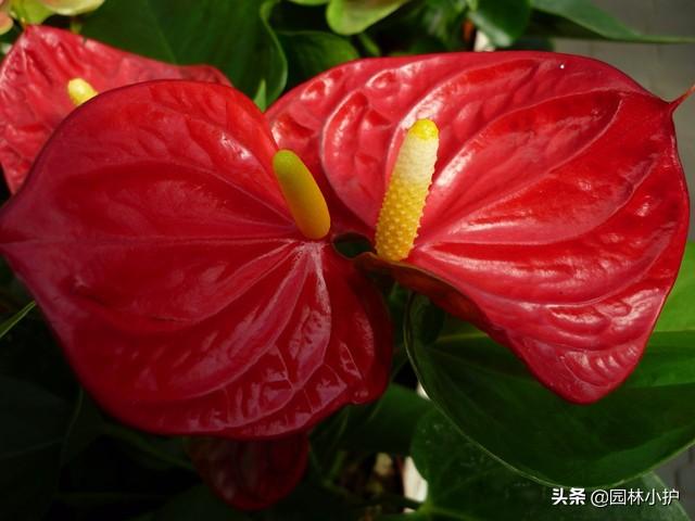 养了一年多的红掌，为什么只长叶子不开花？原因在这