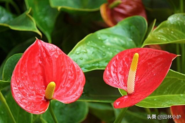 养了一年多的红掌，为什么只长叶子不开花？原因在这