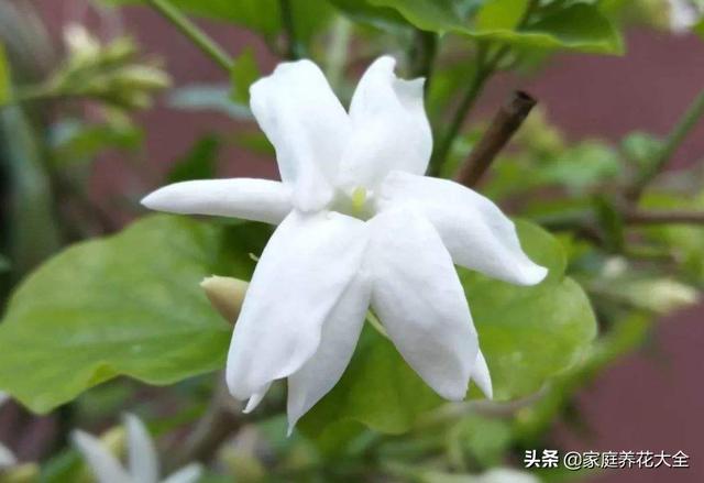 茉莉总掉叶，要么就干枯，这是怎么了？