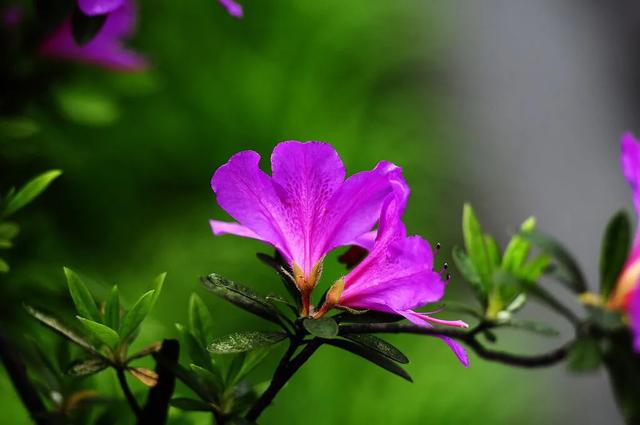 夏季杜鹃花总是落叶怎么办？了解三大原因，合理防治是关键