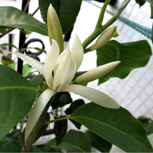 白兰花四季常绿、芳香四溢！做好日常养护，花期长、花色艳