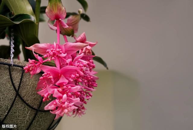 宝莲花经常会落蕾落花，3个养护措施，2个预防点，延长花期