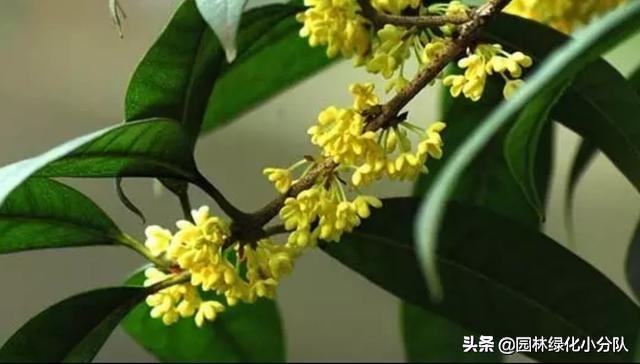 寻找最美的绿植——桂花应该怎么种才能长得好?