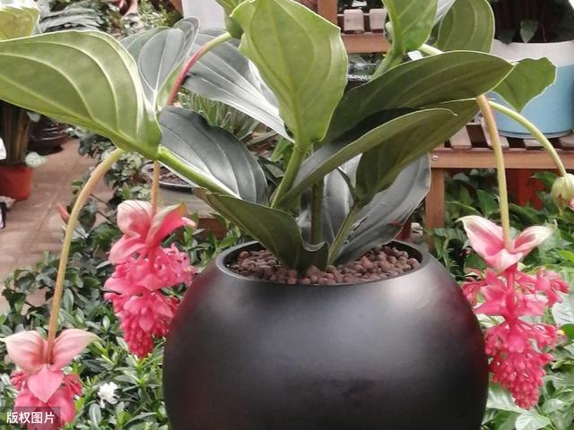 宝莲花经常会落蕾落花，3个养护措施，2个预防点，延长花期