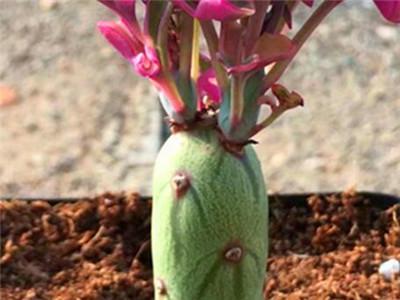 七宝树锦的养殖方法