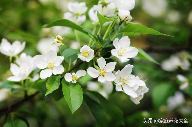 茉莉总掉叶，要么就干枯，这是怎么了？