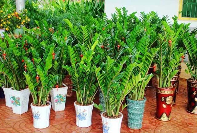 雪铁芋叶缘焦枯叶片黄如何是好？找准原因、做好预防是关键