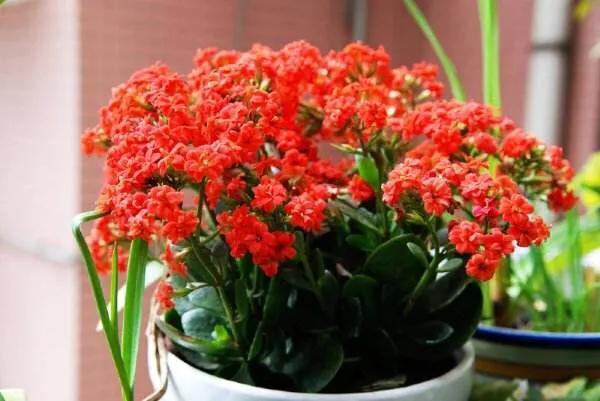 长寿花总是烂根怎么办？不仅要“对症治疗”，还要掌握预防技巧