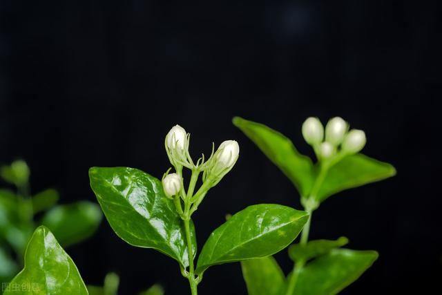 茉莉花叶片出现病害，从生长期早防，两步根除病虫危害，花香叶肥