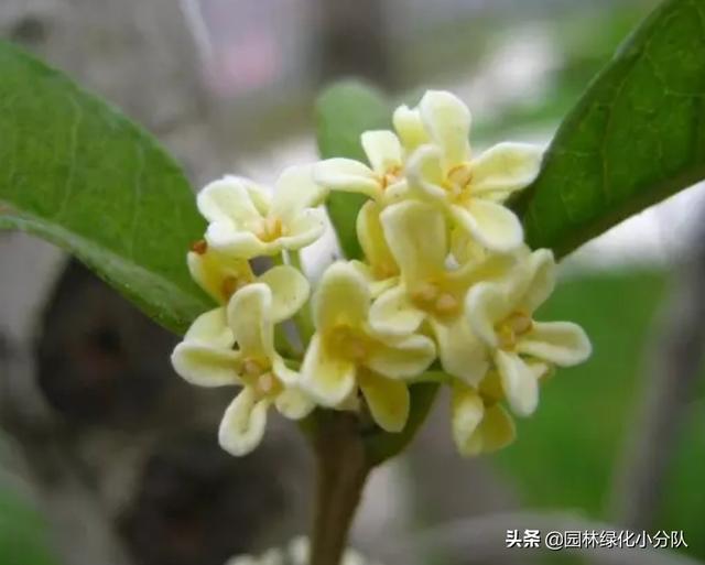 寻找最美的绿植——桂花应该怎么种才能长得好?