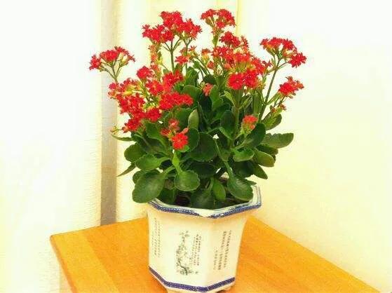 长寿花总是烂根怎么办？不仅要“对症治疗”，还要掌握预防技巧