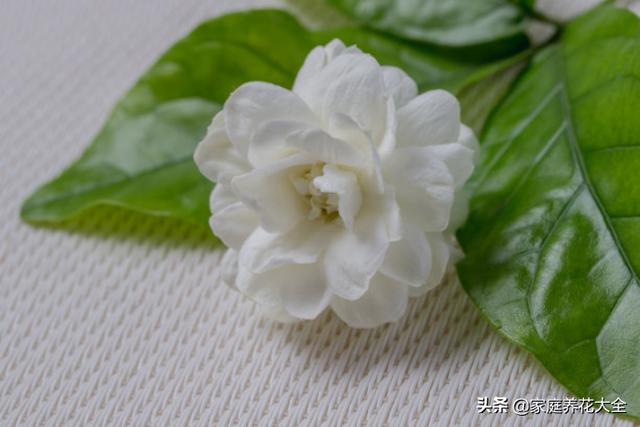 茉莉总掉叶，要么就干枯，这是怎么了？