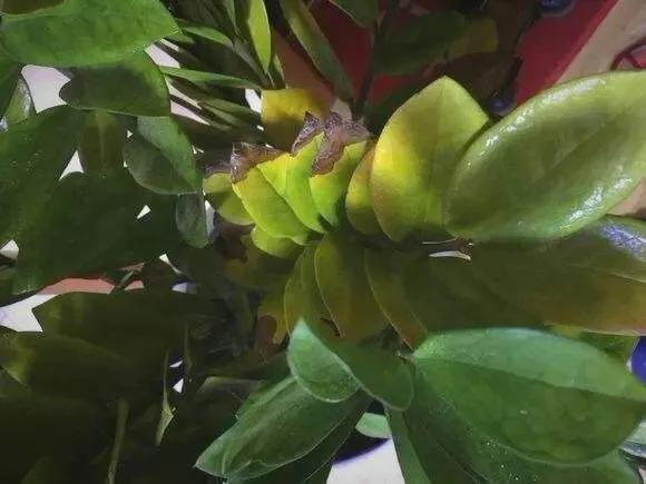雪铁芋叶缘焦枯叶片黄如何是好？找准原因、做好预防是关键