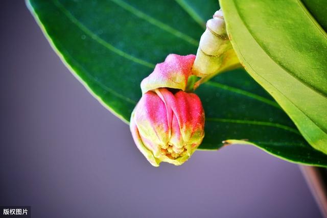 宝莲花经常会落蕾落花，3个养护措施，2个预防点，延长花期