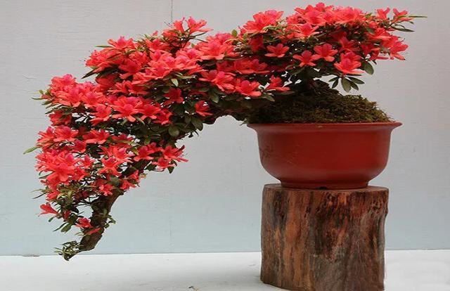 夏季杜鹃花总是落叶怎么办？了解三大原因，合理防治是关键