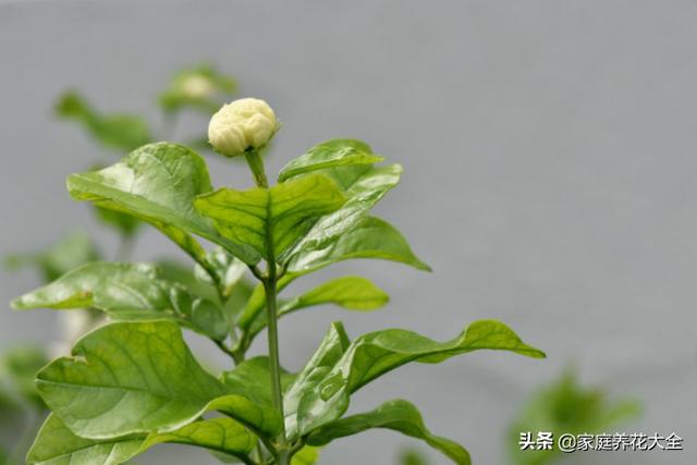 茉莉总掉叶，要么就干枯，这是怎么了？