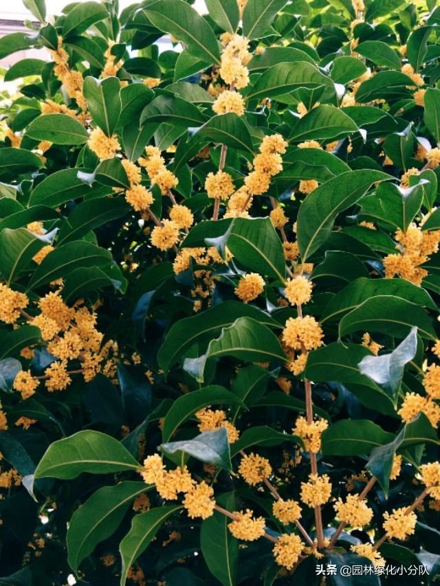 寻找最美的绿植——桂花应该怎么种才能长得好?