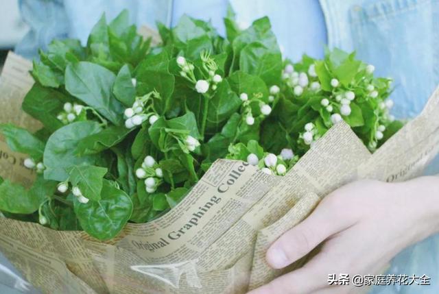 茉莉总掉叶，要么就干枯，这是怎么了？