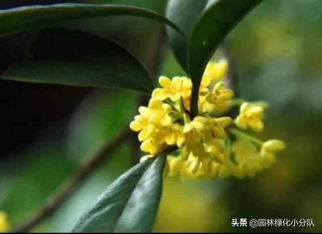 寻找最美的绿植——桂花应该怎么种才能长得好?
