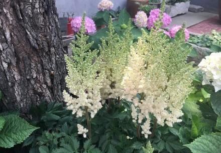 园艺新宠，唯美落新妇，让你的花园更像远方