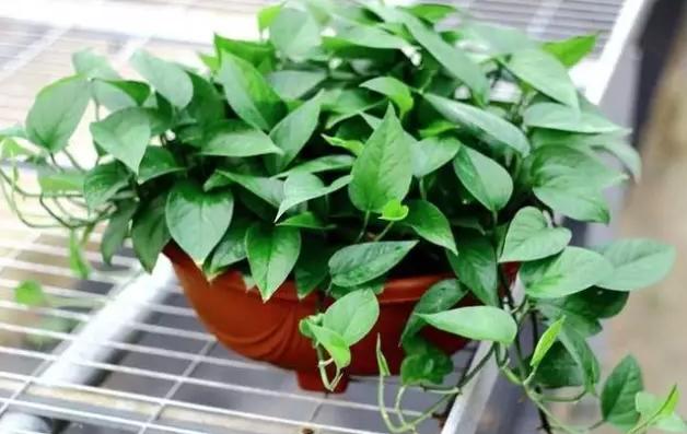 13种常见植物的养护技巧，老花友们总结的！再也不怕养花养死了！