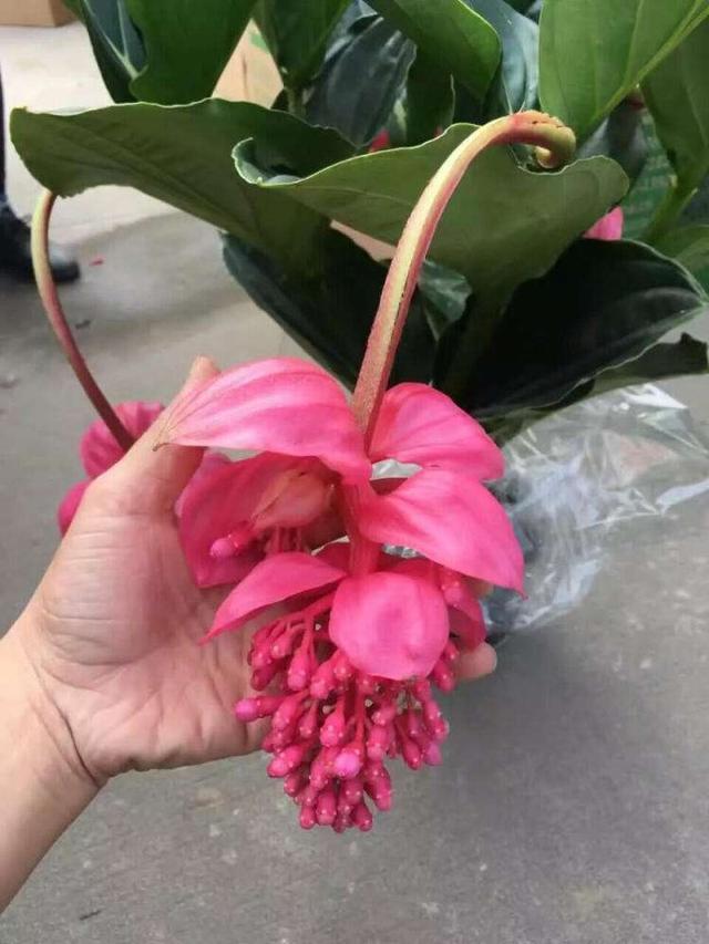 一种花神似宝莲灯，开花雍容华贵，样子大气非常气派