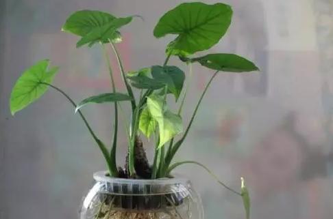 13种常见植物的养护技巧，老花友们总结的！再也不怕养花养死了！