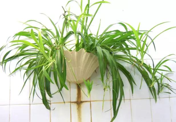 13种常见植物的养护技巧，老花友们总结的！再也不怕养花养死了！
