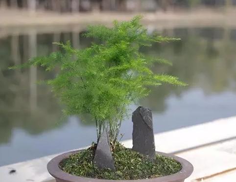 13种常见植物的养护技巧，老花友们总结的！再也不怕养花养死了！
