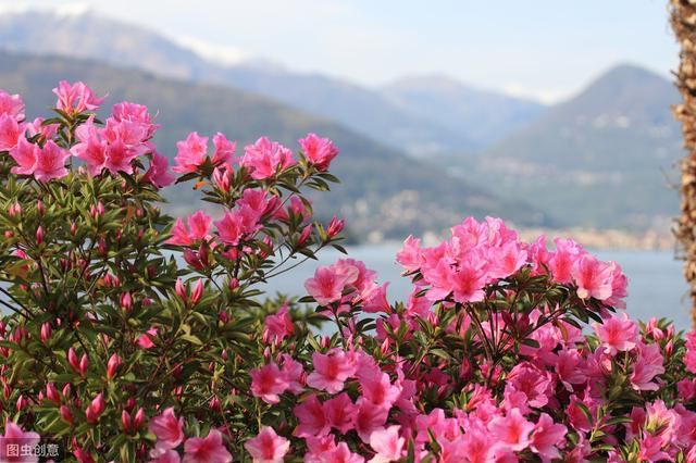杜鹃花叶子发黄 ，掉落怎么办？结合五大养护指南 ，叶子不再黄
