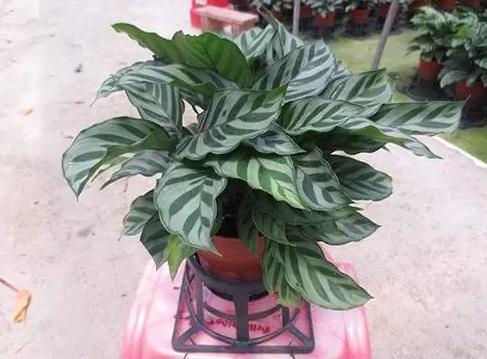 13种常见植物的养护技巧，老花友们总结的！再也不怕养花养死了！