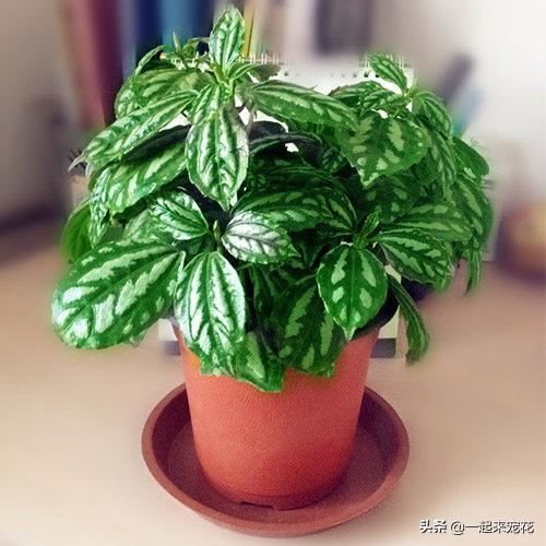 4种喜阴花，家里光照不好也能养，叶子比花还漂亮，是盆栽佳品