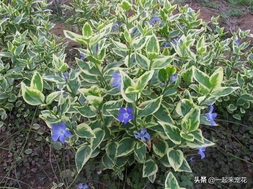 4种喜阴花，家里光照不好也能养，叶子比花还漂亮，是盆栽佳品