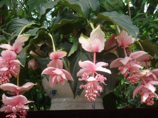 一种花神似宝莲灯，开花雍容华贵，样子大气非常气派